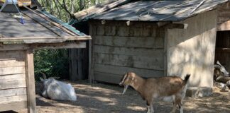 Cotignola: a scuola di natura con l’Enpa