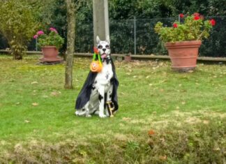San Bartolo: “Quando la Romagna si racconta con un gesto semplice e geniale”