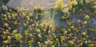 Fusignano: letture e un laboratorio nel bosco per la Giornata nazionale degli alberi