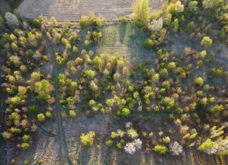 Fusignano: letture e un laboratorio nel bosco per la Giornata nazionale degli alberi