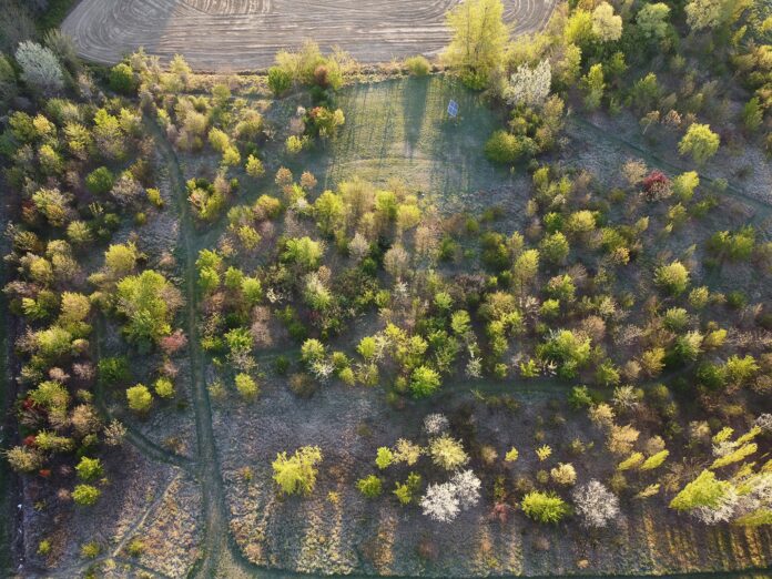 Il bosco di Fusignano (1)