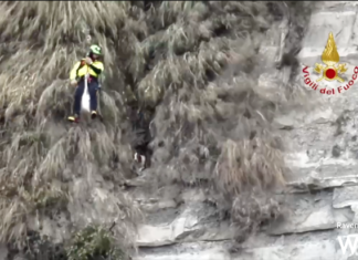 I Vigili del Fuoco recuperano due cani scivolati lungo una parete rocciosa