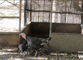 Liberata una famiglia di tacchini al parco Bucci. A.Ri.F.: “Vogliamo riaprire i ponticelli oggi chiusi”