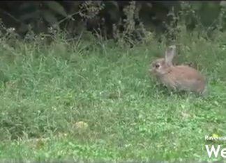 Quasi azzerati gli abbandoni di animali al Parco Bucci. Fino a pochi anni fa raggiungevano i 350 all’anno