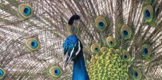 Un concorso fotografico per i pavoni di Punta Marina: vince lo scatto di Francesca Morigi