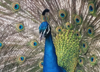 Un concorso fotografico per i pavoni di Punta Marina: vince lo scatto di Francesca Morigi