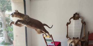 Il bestiario di Carlo Pasini in vetrina