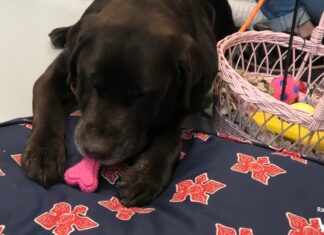 Cani e gatti visitano i padroni in Ospedale: il progetto della Medicina d’urgenza