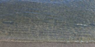 Ancisi (LpRa): Moria autunnale di cefali sul litorale ravennate