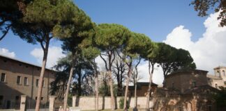 Un presidio per evitare gli abbattimenti degli alberi a Galla Placidia