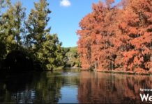 Parco Bucci. Il bilancio della gestione della Piccola Oasi: “Il parco ora è fra le mete più apprezzate”