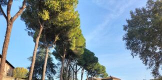 Pini Galla Placidia. I cittadini contro gli abbattimenti inviano una perizia all’Arcivescovo: “Sono in buone condizioni”