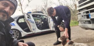 Cane abbandonato sulla Romea, salvato dalla Polizia Locale grazie alla segnalazione di un automobilista