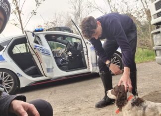 Cane abbandonato sulla Romea, salvato dalla Polizia Locale grazie alla segnalazione di un automobilista