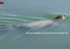 Avvistata una foca monaca a Punta Marina