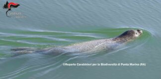 Avvistata una foca monaca a Punta Marina