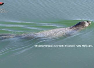 Avvistata una foca monaca a Punta Marina