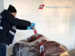 Sequestrati a Ravenna 2.400 chili di vongole non tracciate