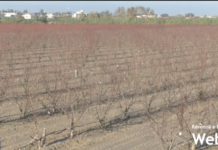 Coldiretti: “Tanti agricoltori hanno ricostruito i rilevati arginali. Ma le norme cambiano in base ai territori”