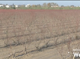 Coldiretti: “Tanti agricoltori hanno ricostruito i rilevati arginali. Ma le norme cambiano in base ai territori”