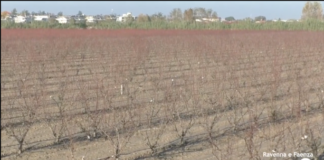 Coldiretti: “Tanti agricoltori hanno ricostruito i rilevati arginali. Ma le norme cambiano in base ai territori”
