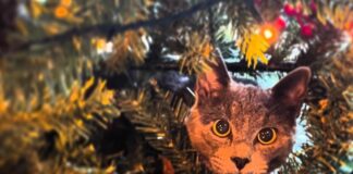 Il Natale in uno scatto 2025