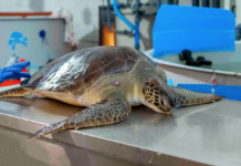 Al Cestha è arrivata una tartaruga verde: si tratta del primo avvistamento di un esemplare vivo a Ravenna