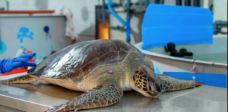 Al Cestha è arrivata una tartaruga verde: si tratta del primo avvistamento di un esemplare vivo a Ravenna