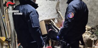 Un chilo di marijuana in casa e attrezzatura per la coltivazione: arrestato un uomo ad Alfonsine