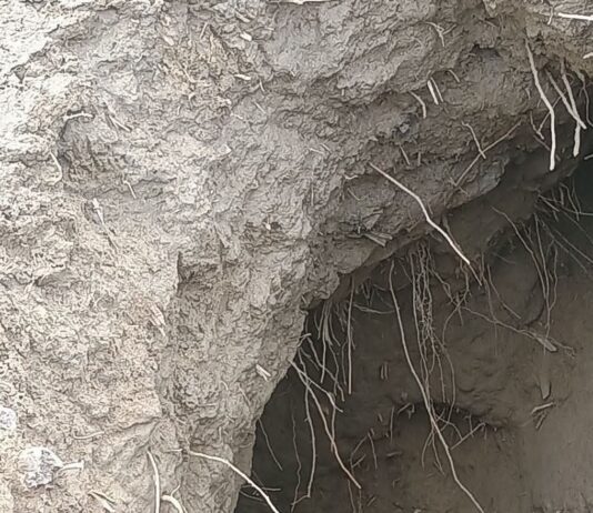 La Pigna. Lamone, argini ancora vulnerabili: a Torri segnalate nuove gravi criticità