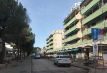 Salviamo i pini di Lido di Savio: “I 9 alberi abbattuti erano sani”