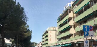 Salviamo i pini di Lido di Savio: “I 9 alberi abbattuti erano sani”