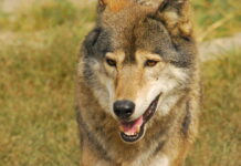 Dal timore alla convivenza: un incontro pubblico dedicato ai lupi in pianura