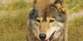 Dal timore alla convivenza: un incontro pubblico dedicato ai lupi in pianura