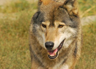 Dal timore alla convivenza: un incontro pubblico dedicato ai lupi in pianura