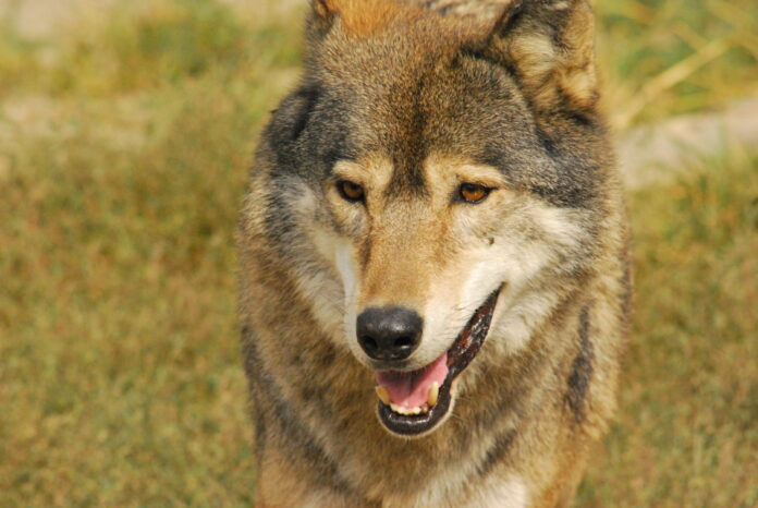 Lupo-maschio-foto-di-Massimiliano-Costaaled