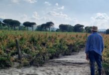 Ricostruzione post-alluvione: l’Ordine degli Agronomi e dei Forestali di Ravenna analizza l’ultima ordinanza commissariale