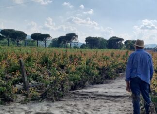 Ricostruzione post-alluvione: l’Ordine degli Agronomi e dei Forestali di Ravenna analizza l’ultima ordinanza commissariale