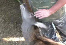 L’associazione Amici degli Animali non si occuperà più del recupero della fauna selvatica