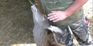 L’associazione Amici degli Animali non si occuperà più del recupero della fauna selvatica