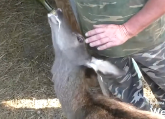 L’associazione Amici degli Animali non si occuperà più del recupero della fauna selvatica