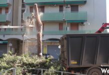 È ricominciato il taglio dei pini a Lido di Savio. Gli attivsti: “Depositata istanza per fermarli”