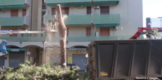 È ricominciato il taglio dei pini a Lido di Savio. Gli attivsti: “Depositata istanza per fermarli”