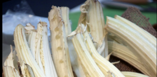 Festa del Cardo Gobbo a Cervia