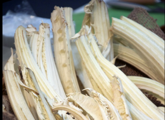 Festa del Cardo Gobbo a Cervia