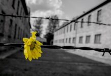 Giorno della Memoria, le iniziative in programma per ricordare le vittime della Shoah
