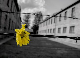 Giorno della Memoria, le iniziative in programma per ricordare le vittime della Shoah