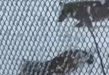 Cia Romagna, lupi: non si fermano le segnalazioni degli associati