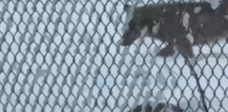 Cia Romagna, lupi: non si fermano le segnalazioni degli associati