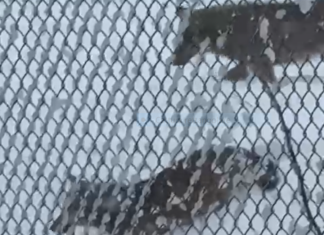 Cia Romagna, lupi: non si fermano le segnalazioni degli associati